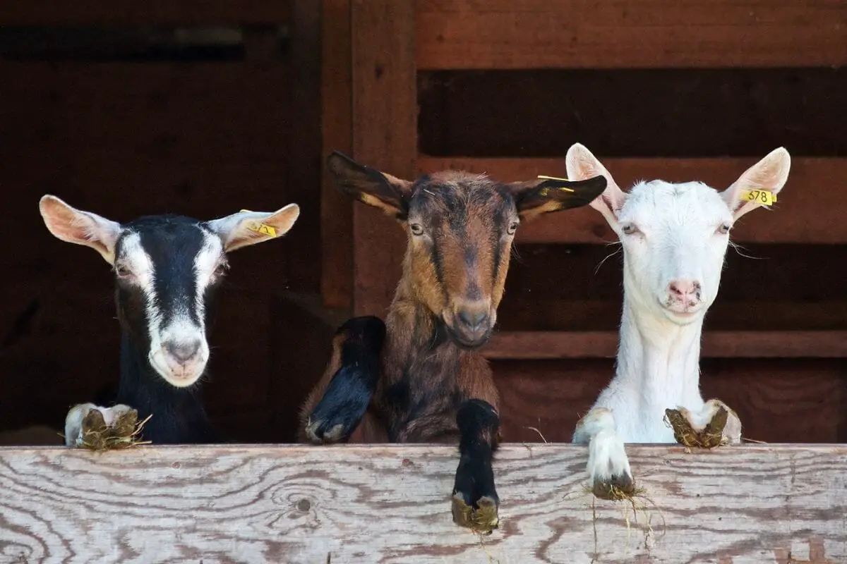 Different Types Of Goats