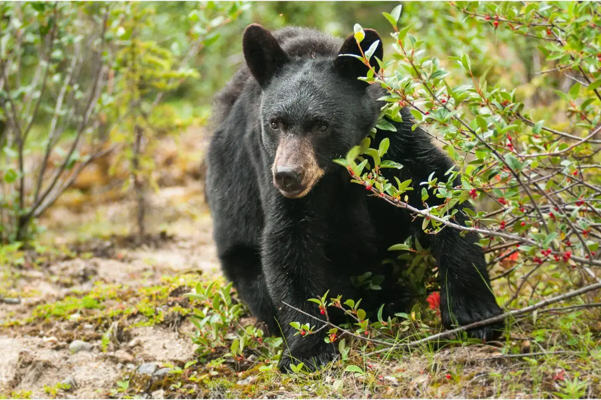 East Mexican Black Bear