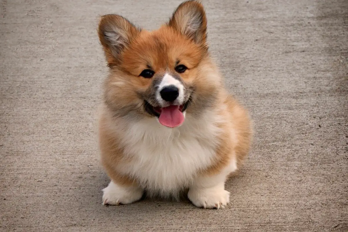 Everything You Need To Know About The Different Types Of Corgis