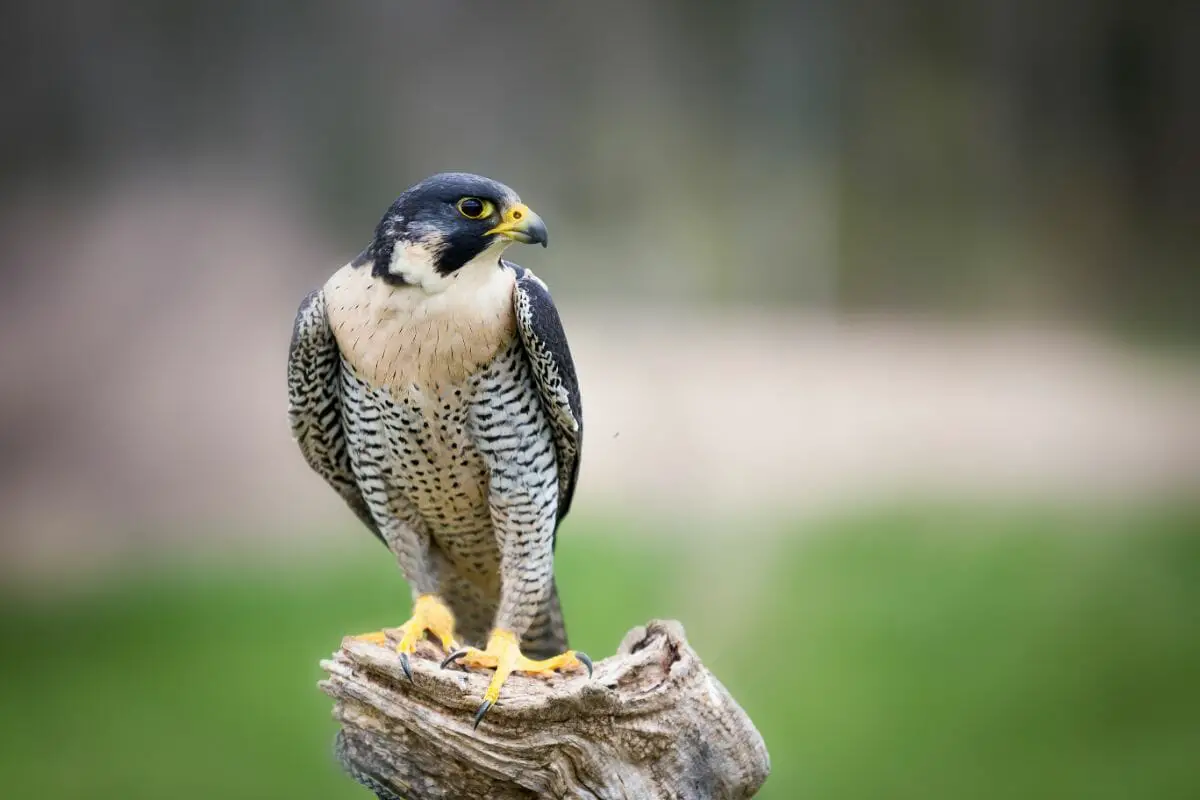Five Amazing Types Of Falcons