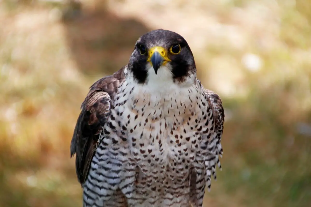 Five Amazing Types Of Falcons