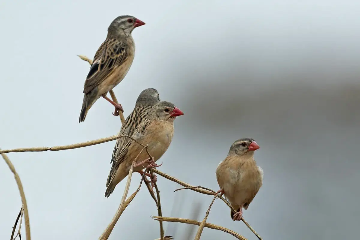 Five Unique Birds That Start With Q 