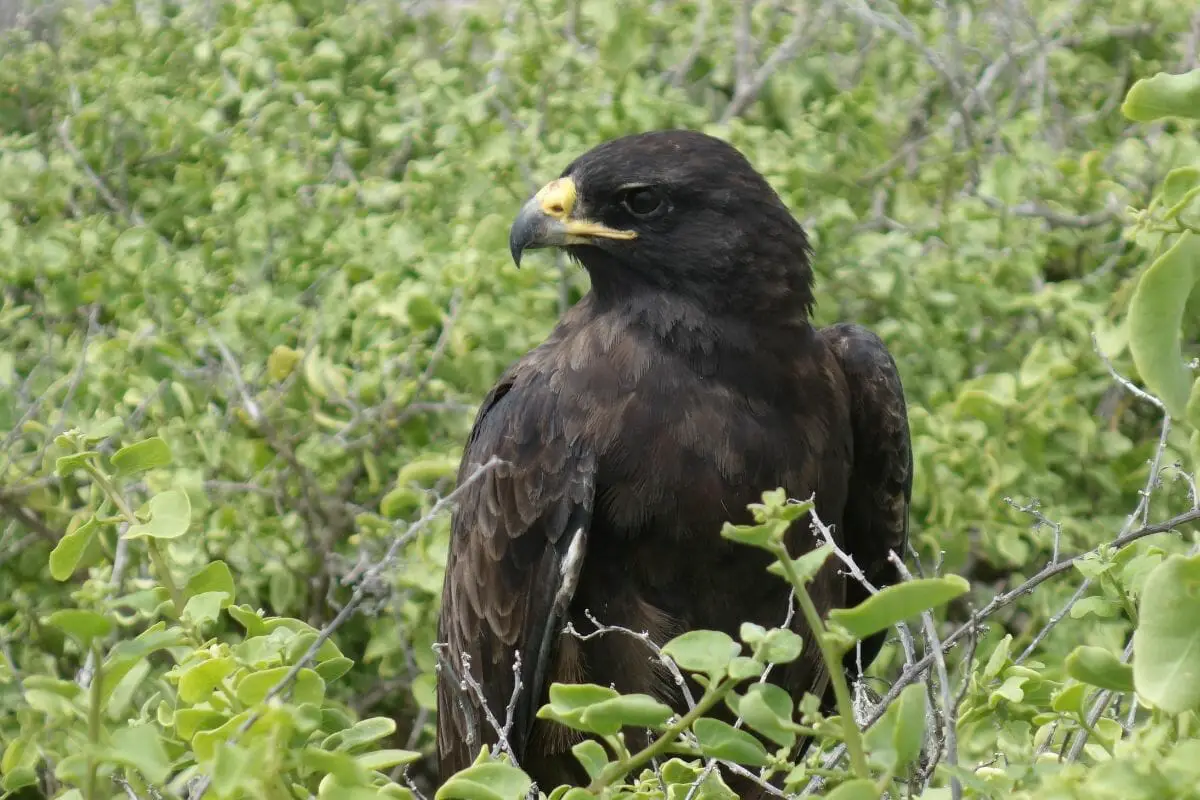 Galapagos Hawk 