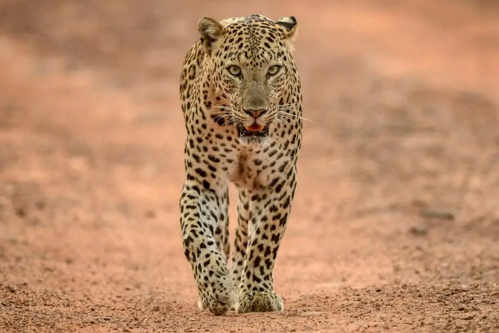 how-many-different-types-of-leopards-are-there-all-you-need-to-know