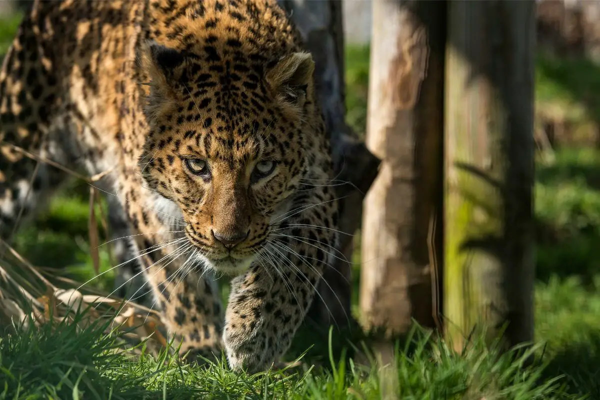 How Many Different Types Of Leopards Are There?: All You Need To Know