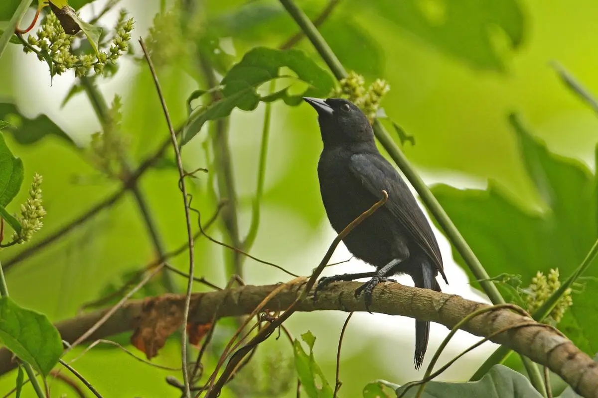 Jamaican Blackbird 