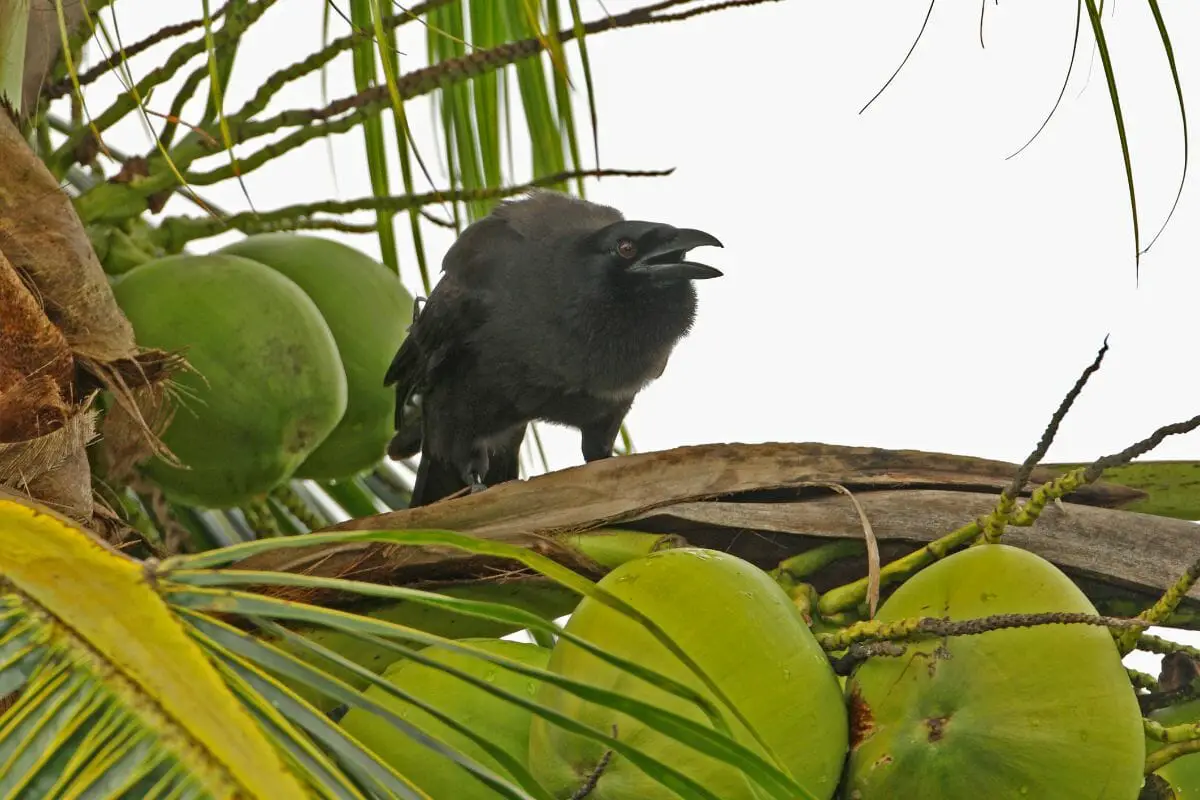 Jamaican Crow 