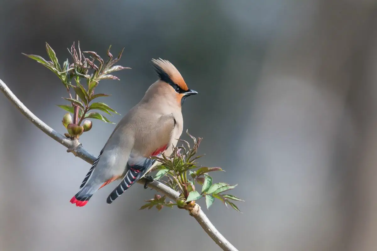 Japanese Waxwing 
