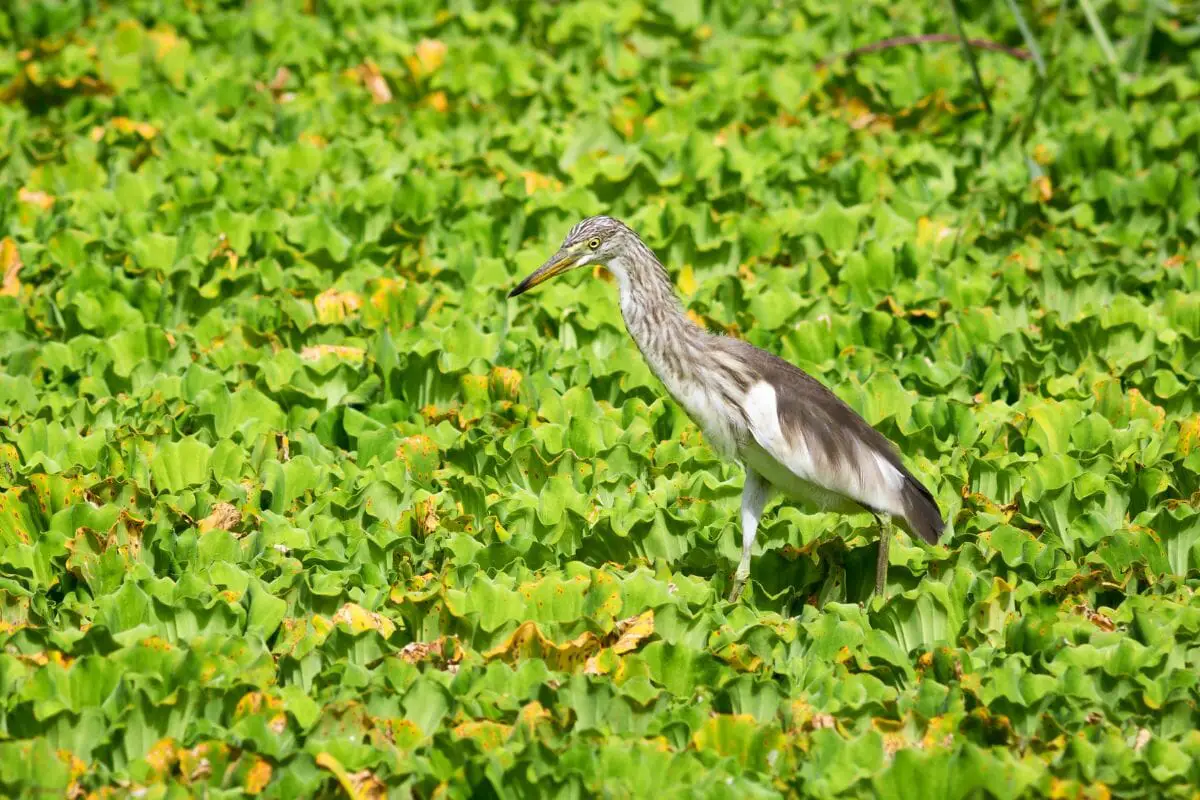 Javan Pond Heron 