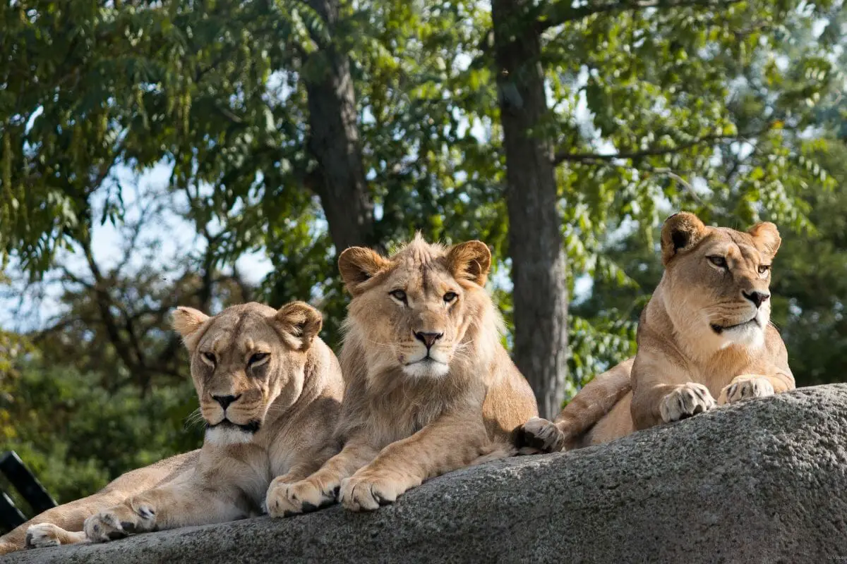 Lions 