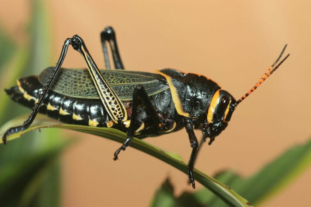 Locusts Four Types And A Fact File Cool Wood Wildlife Park