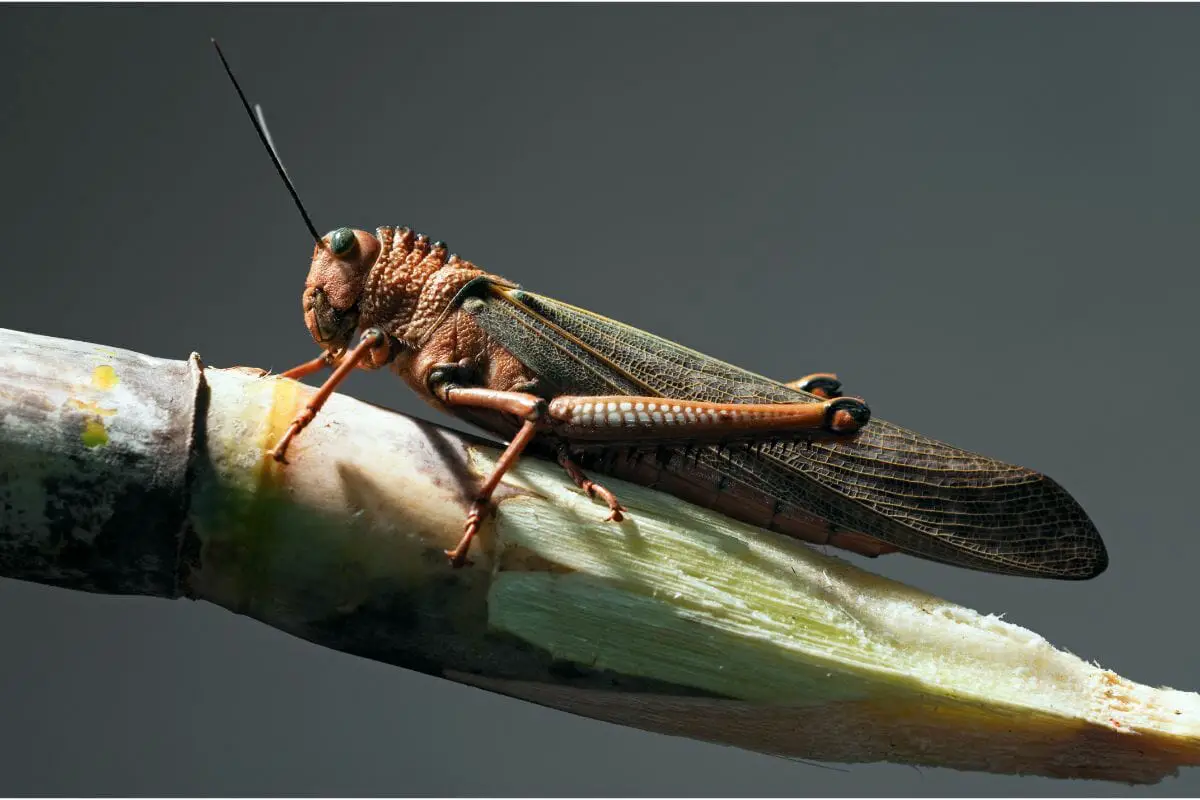 Locusts Four Types and a Fact File