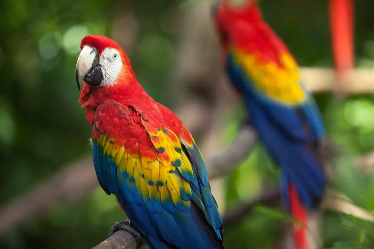 Macaw 