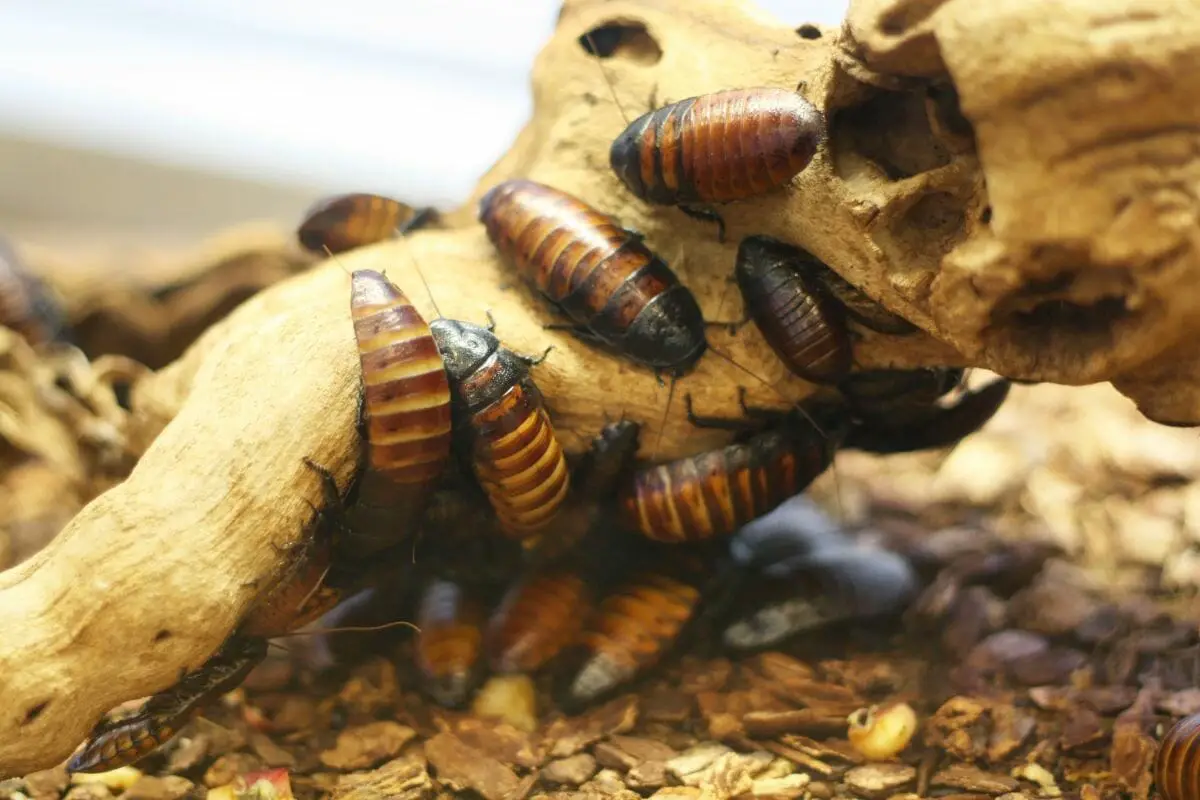 Madagascar Hissing Cockroach 
