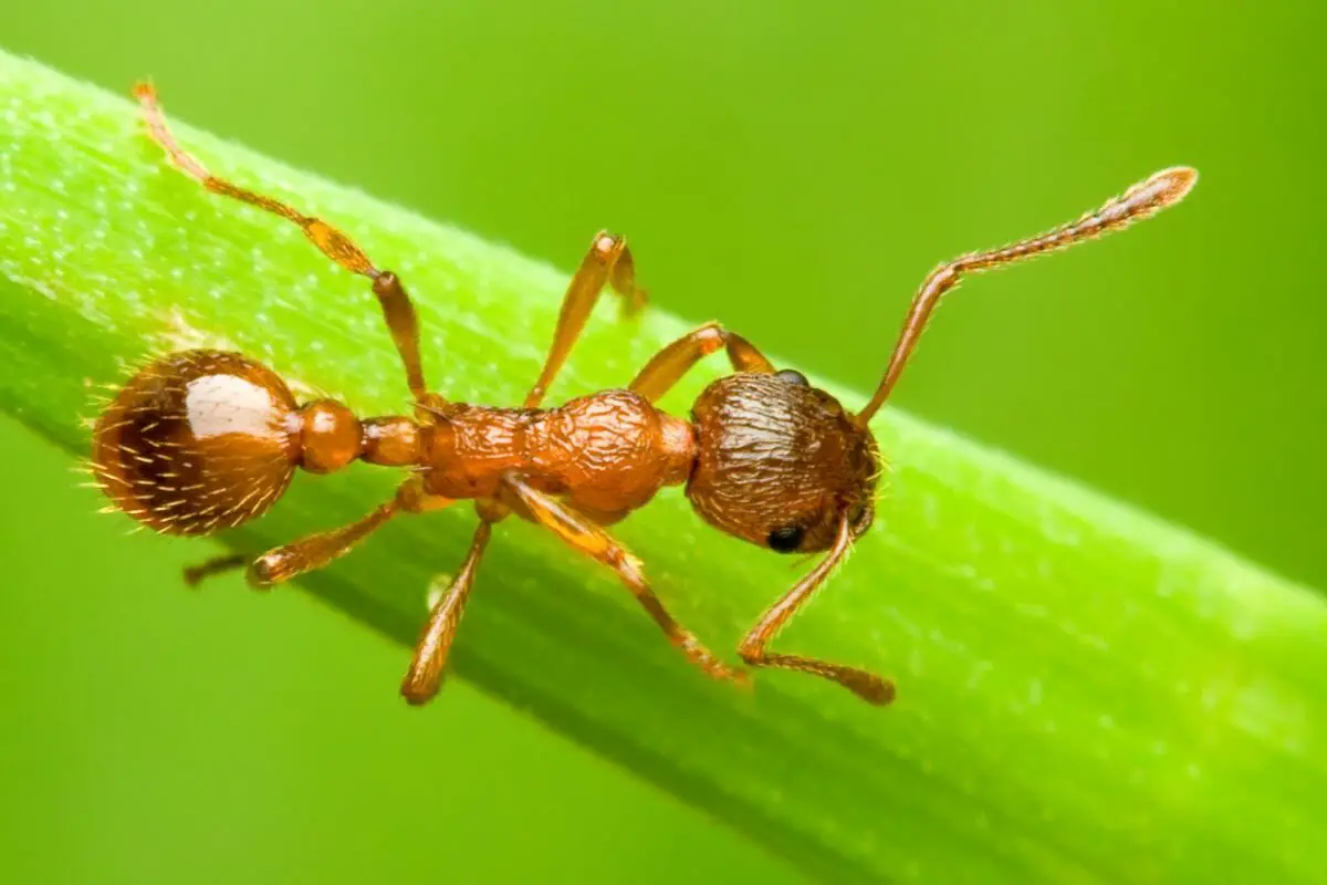 Most Dangerous Types Of Ants