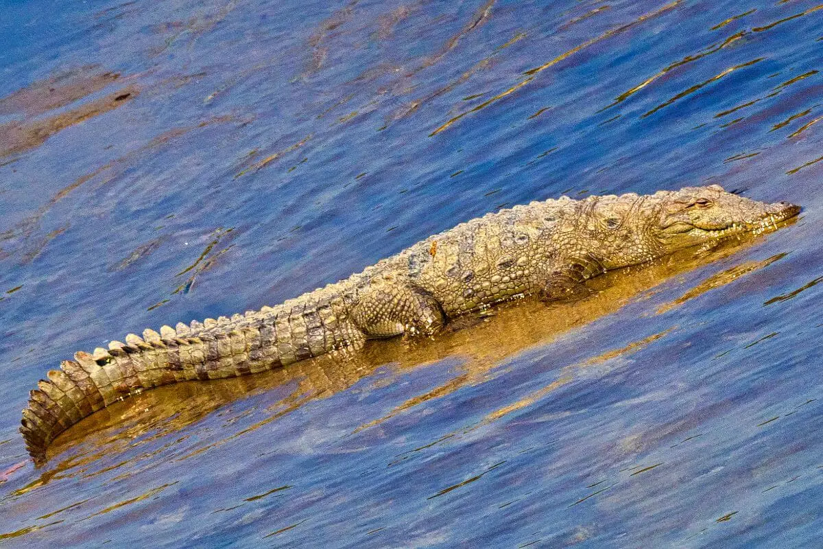 Mugger Crocodile (Crocodylus Palustris)