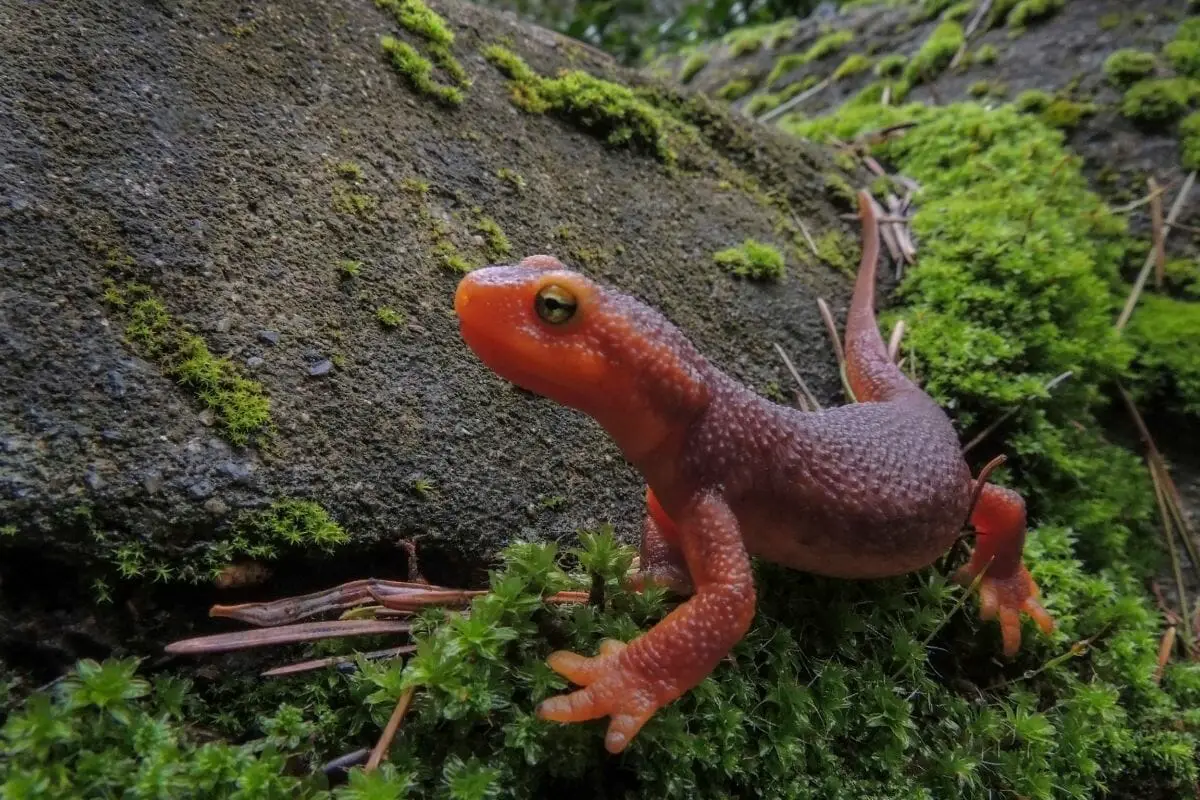 N is For Newt: 14 Animals That Start With N
