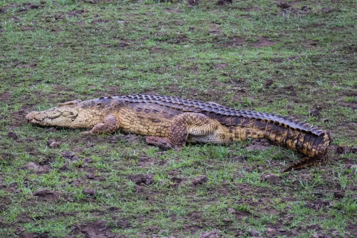 Nile Crocodile (Crocodylus Niloticus)