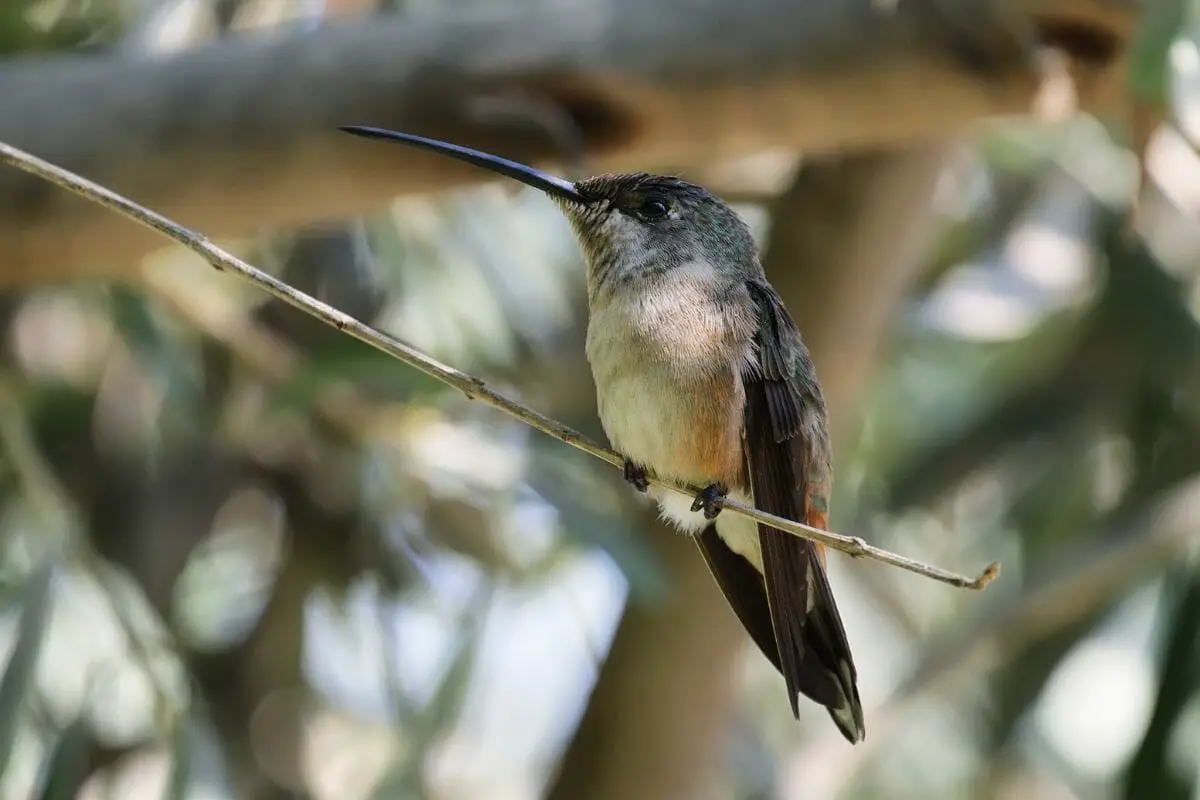 Oasis Hummingbird (Rhodopis Vesper)