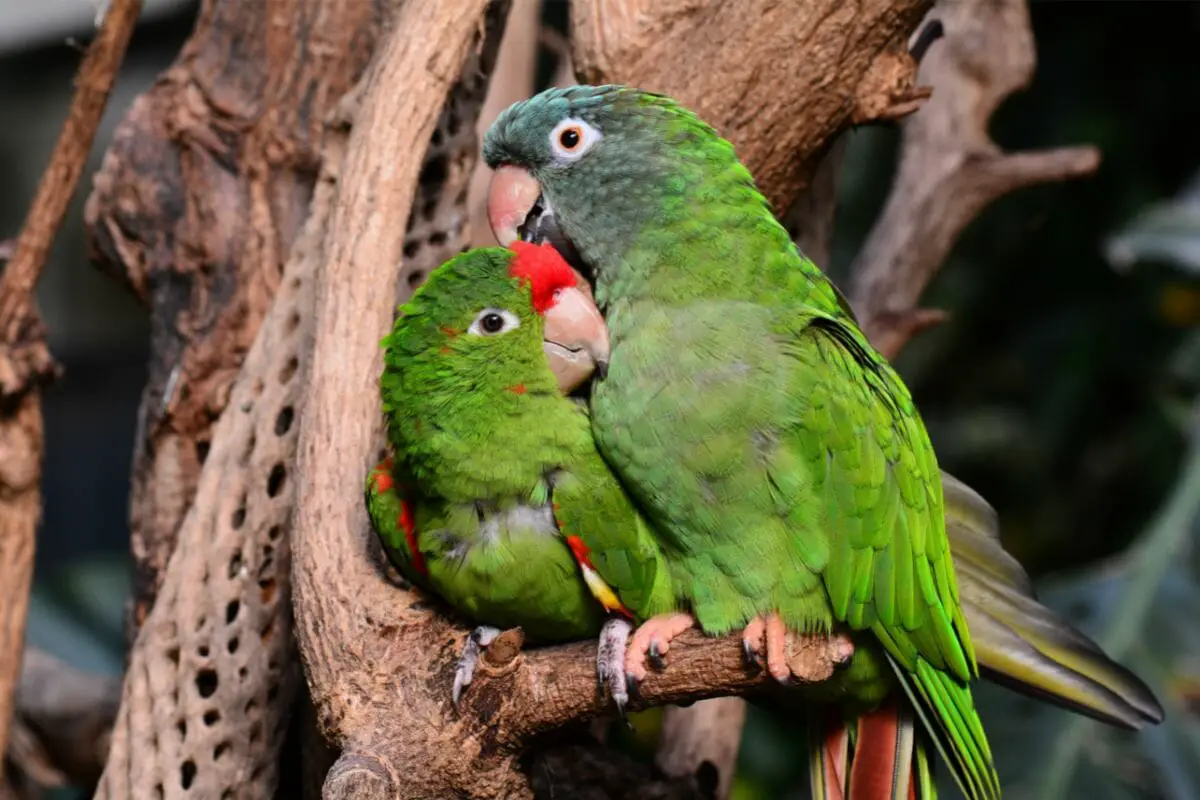 P Is For Parrot: Birds That Start With P