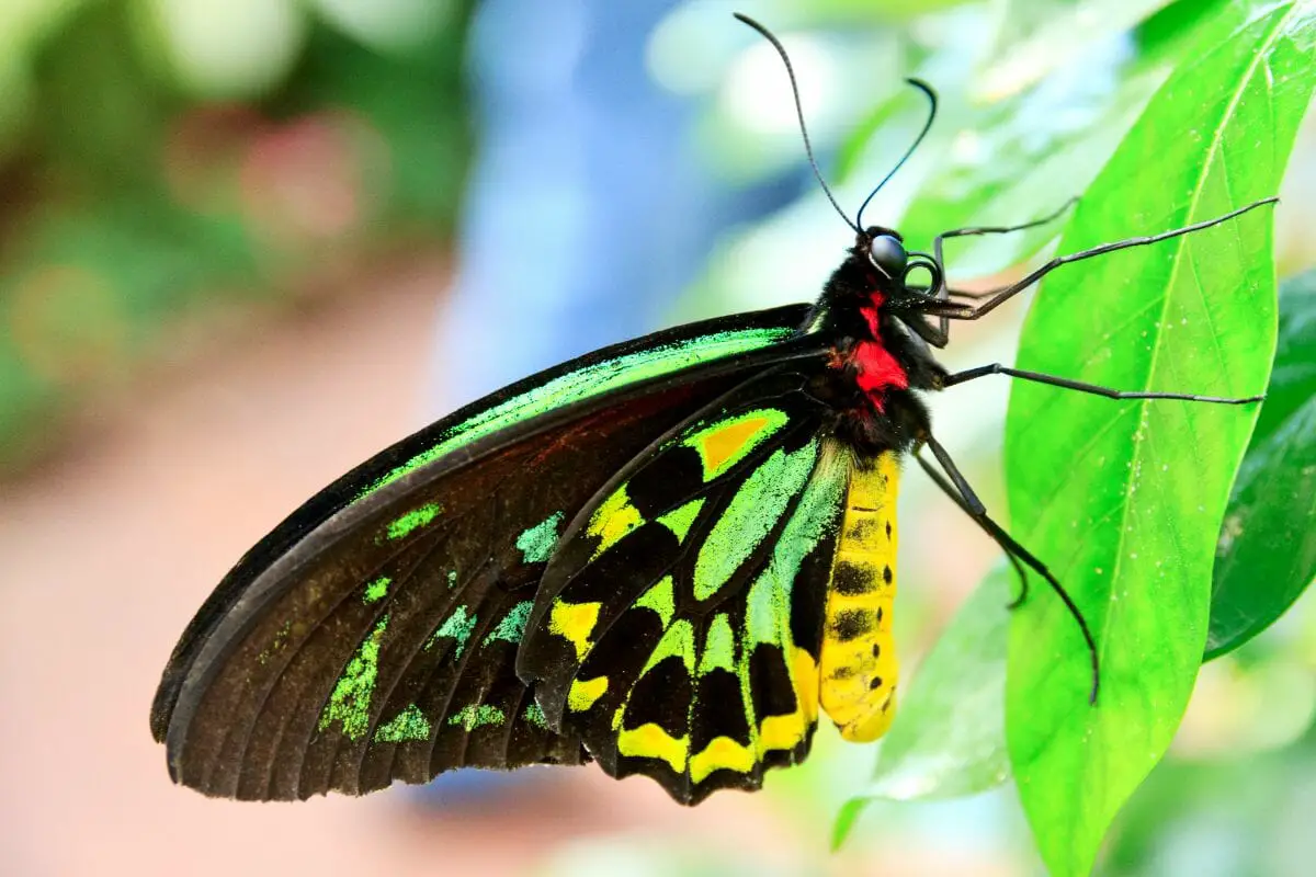 Queen Alexandra’s Birdwing Butterfly