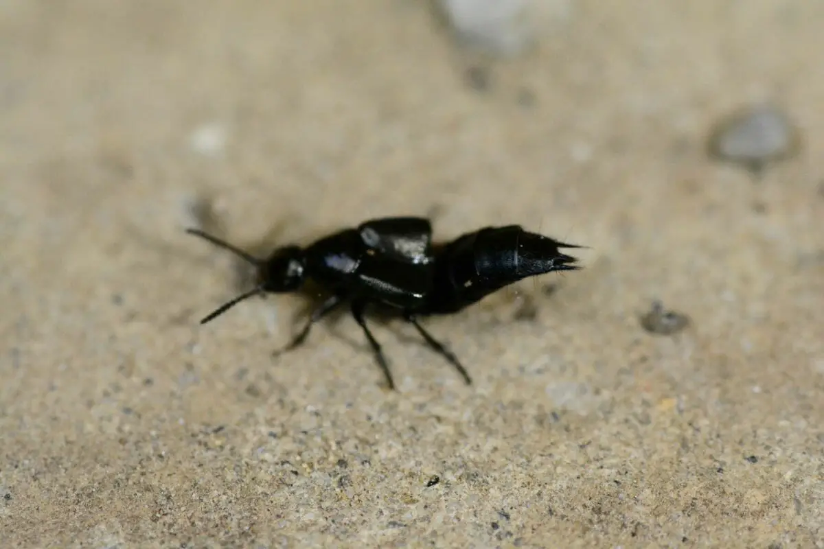 Rove Beetles