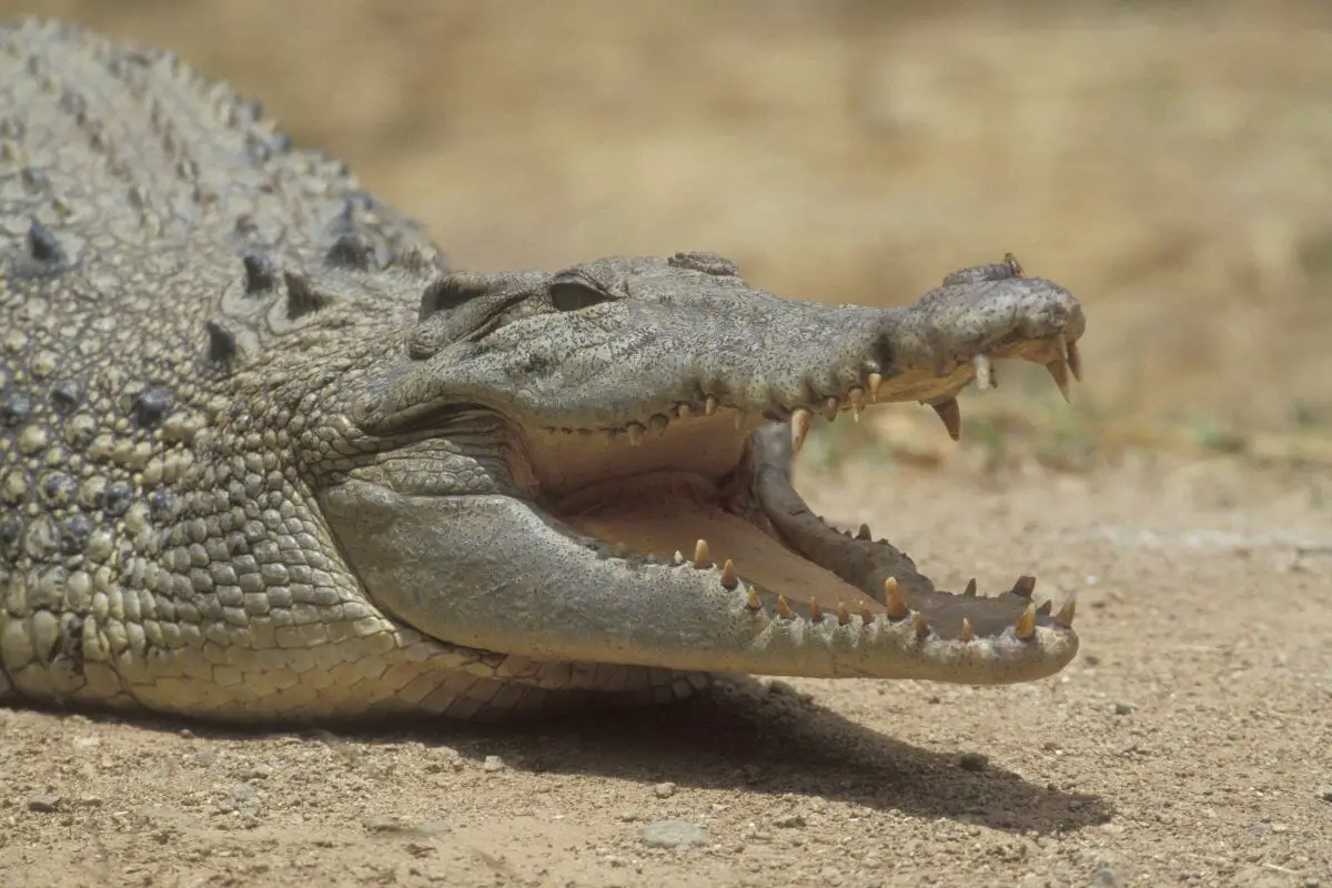 Saltwater Crocodile (Crocodylus Porosus)