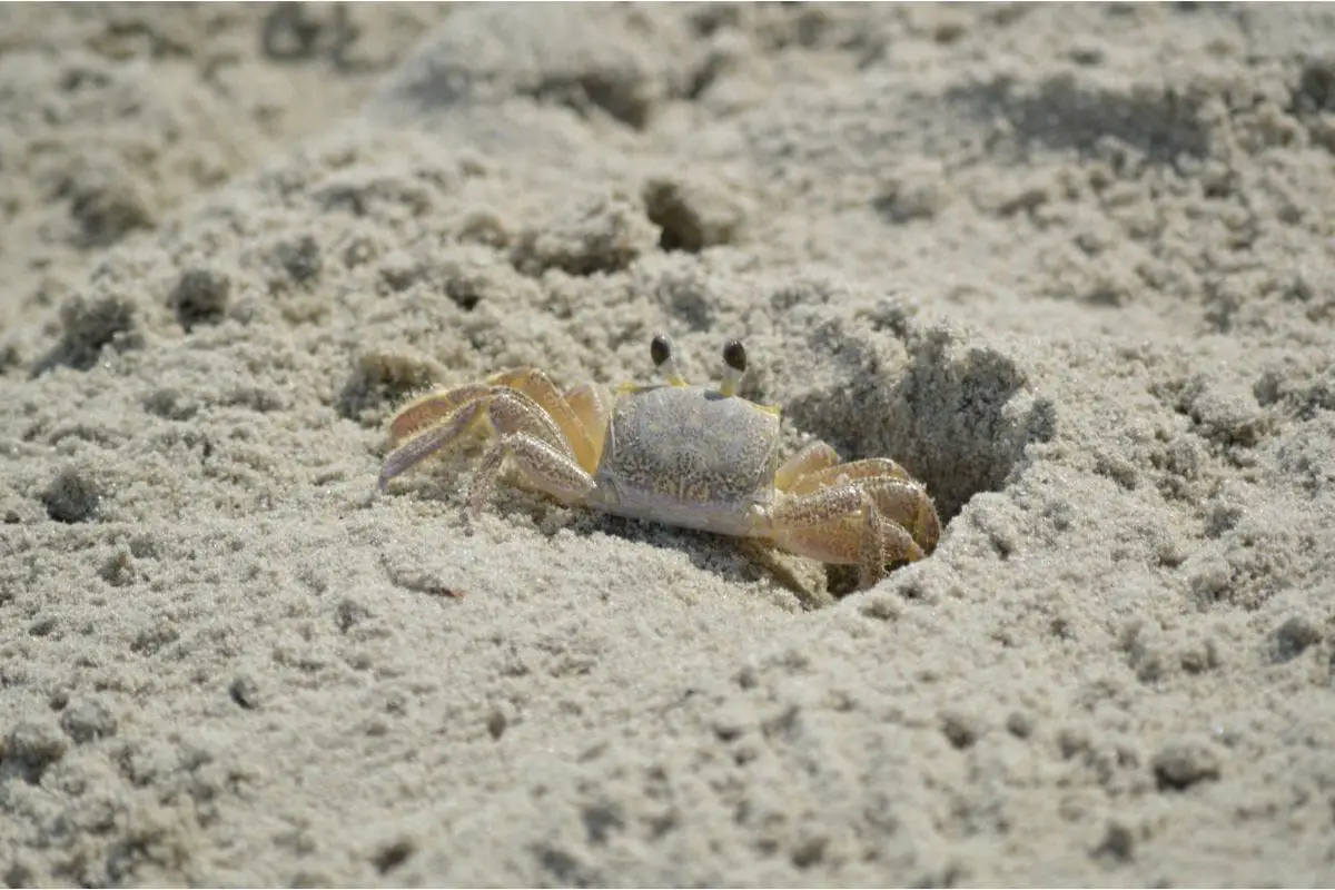 Sand Crabs