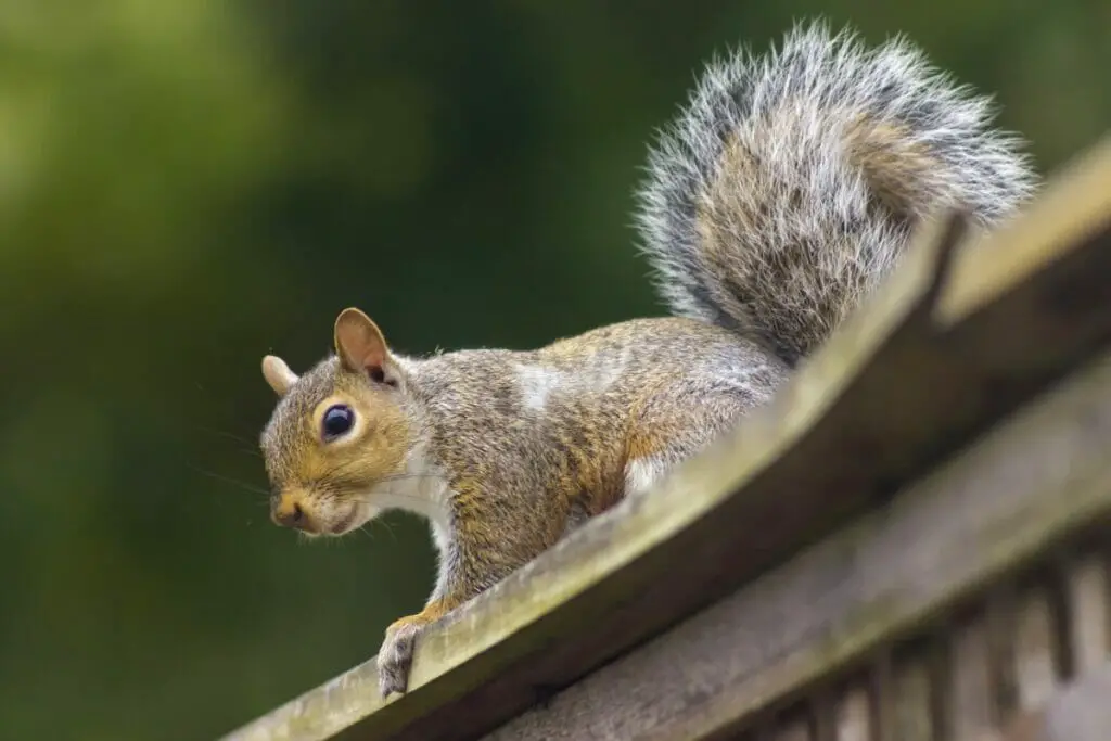 Seven Types Of Squirrels Native To The U.S