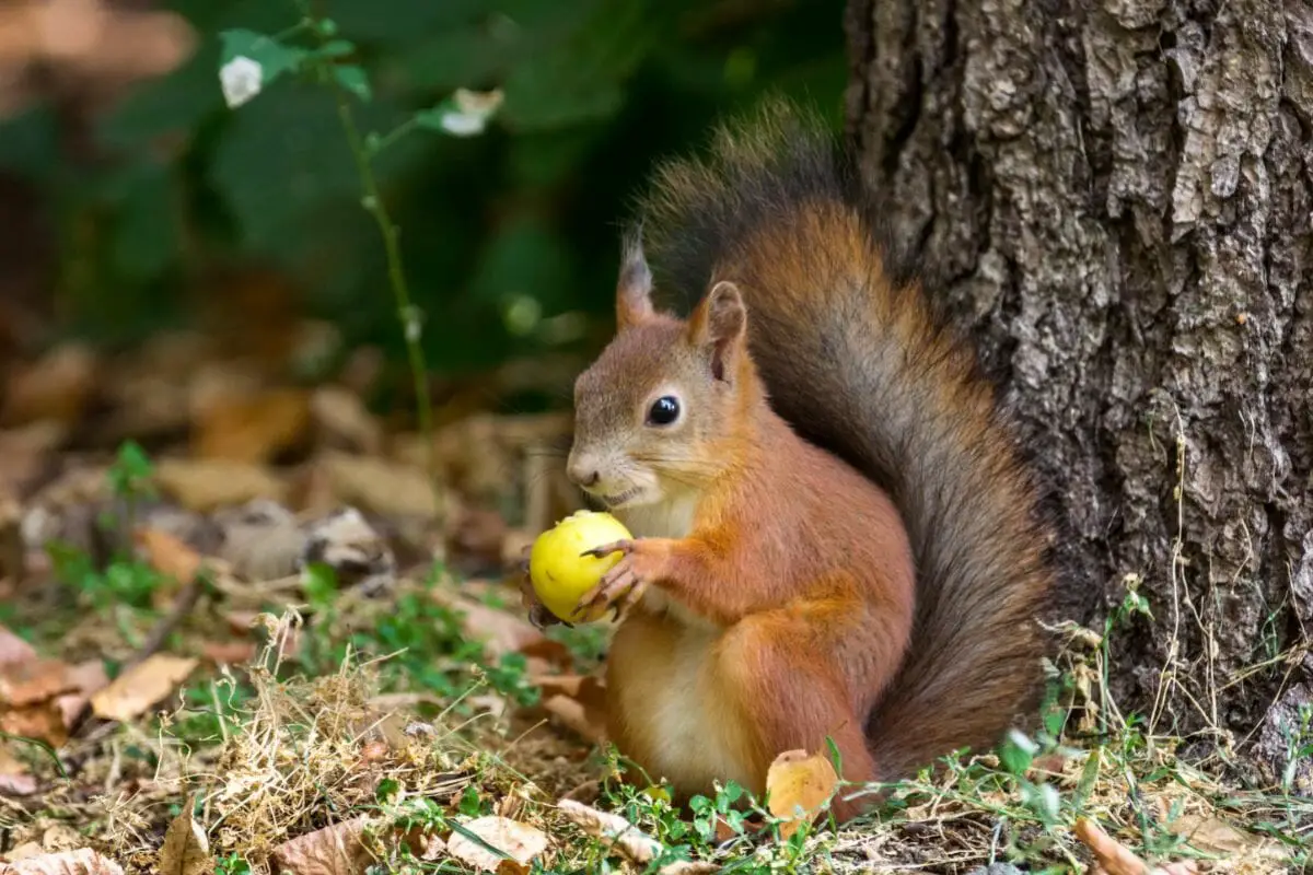 Seven Types Of Squirrels Native To The U.S