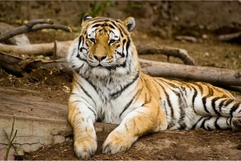 8 Incredible Animals That Live In China