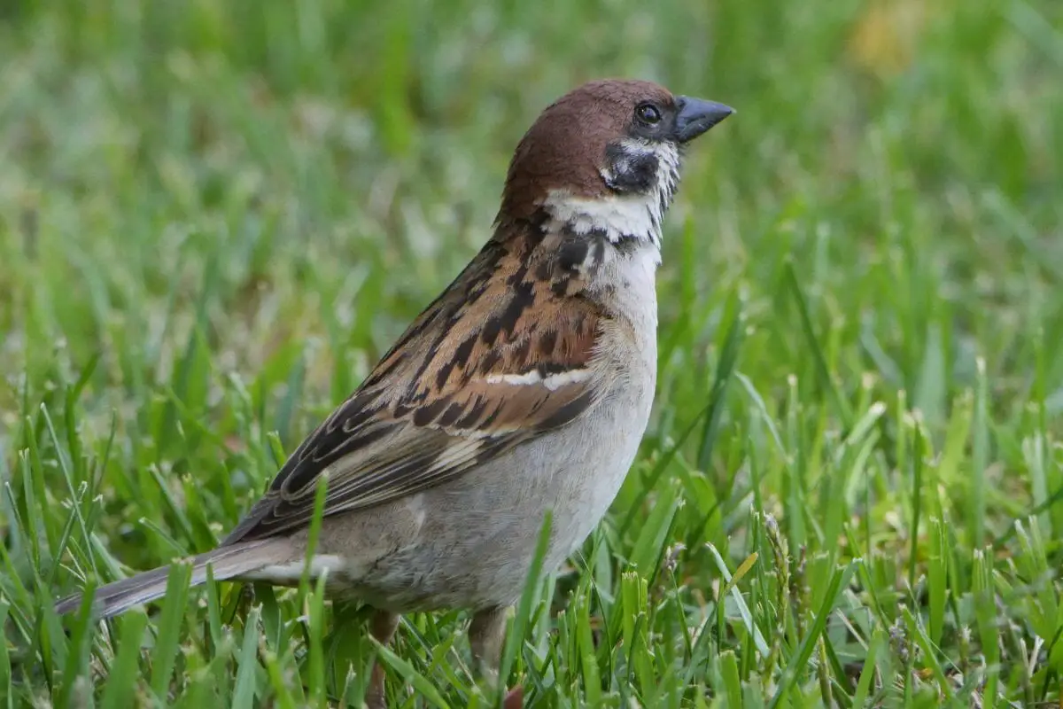 Sparrow Types And Where To Find Them