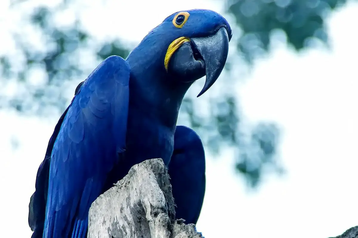 Spix’ Macaw