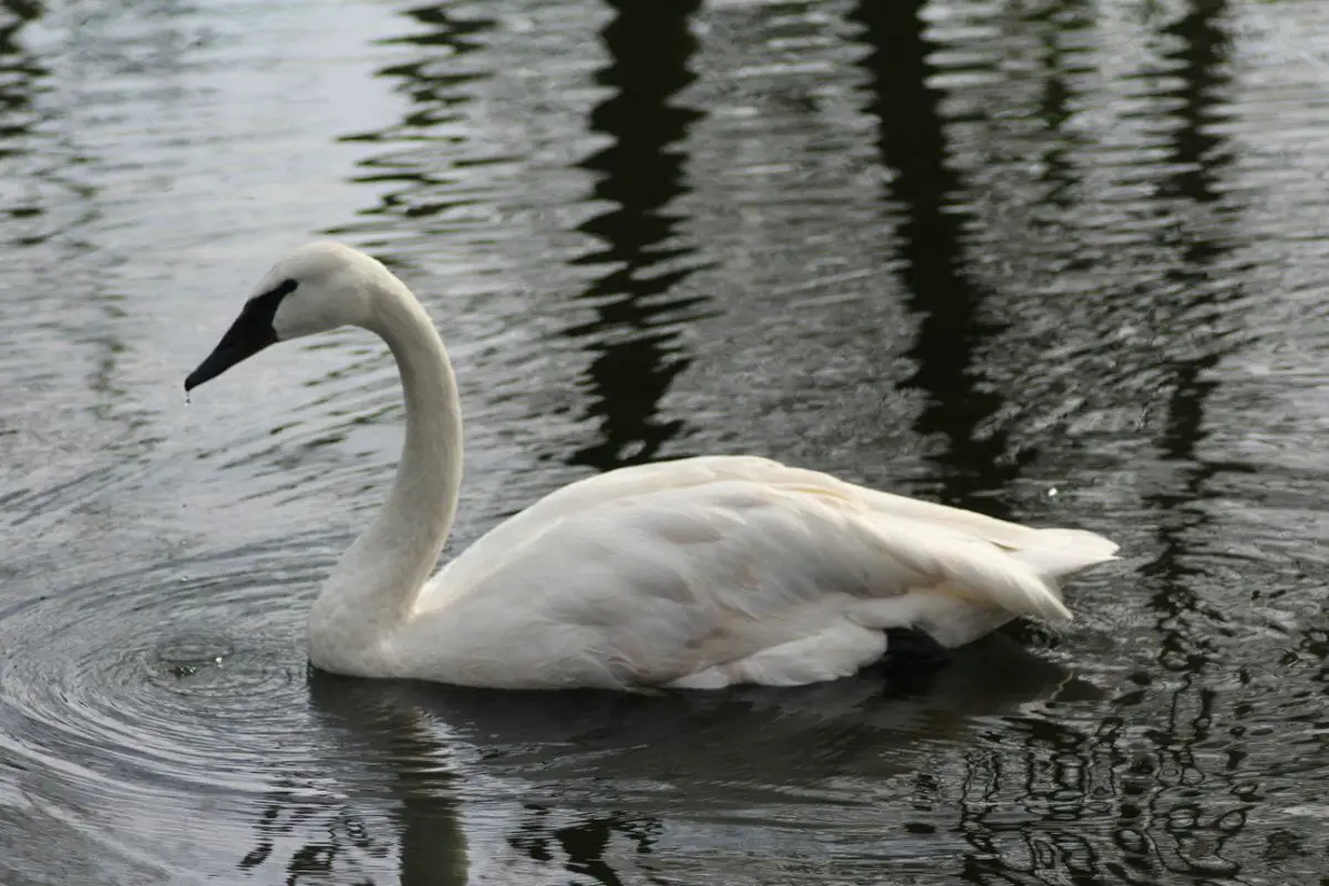 Swans: What Different Types Are There?