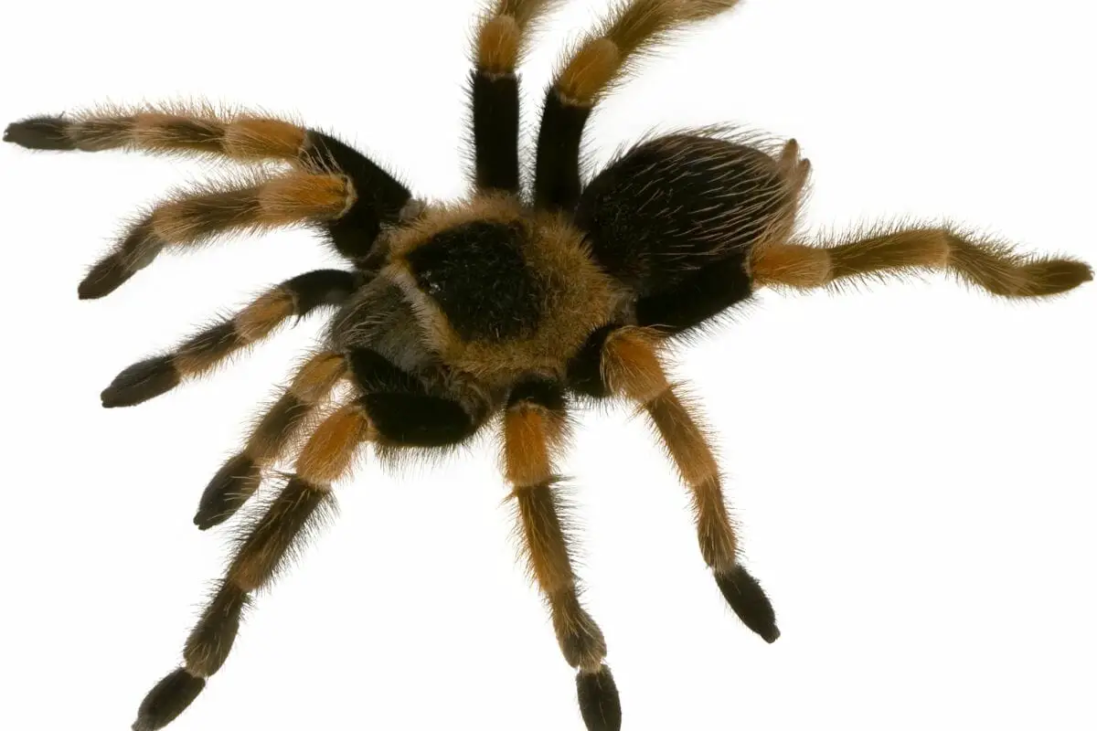 Ten Types Of Tarantulas What Sets A Tarantula Apart From Other Spiders! (1)
