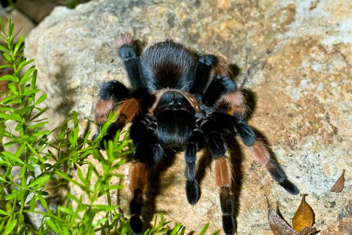 Ten Types Of Tarantulas What Sets A Tarantula Apart From Other Spiders! (2)