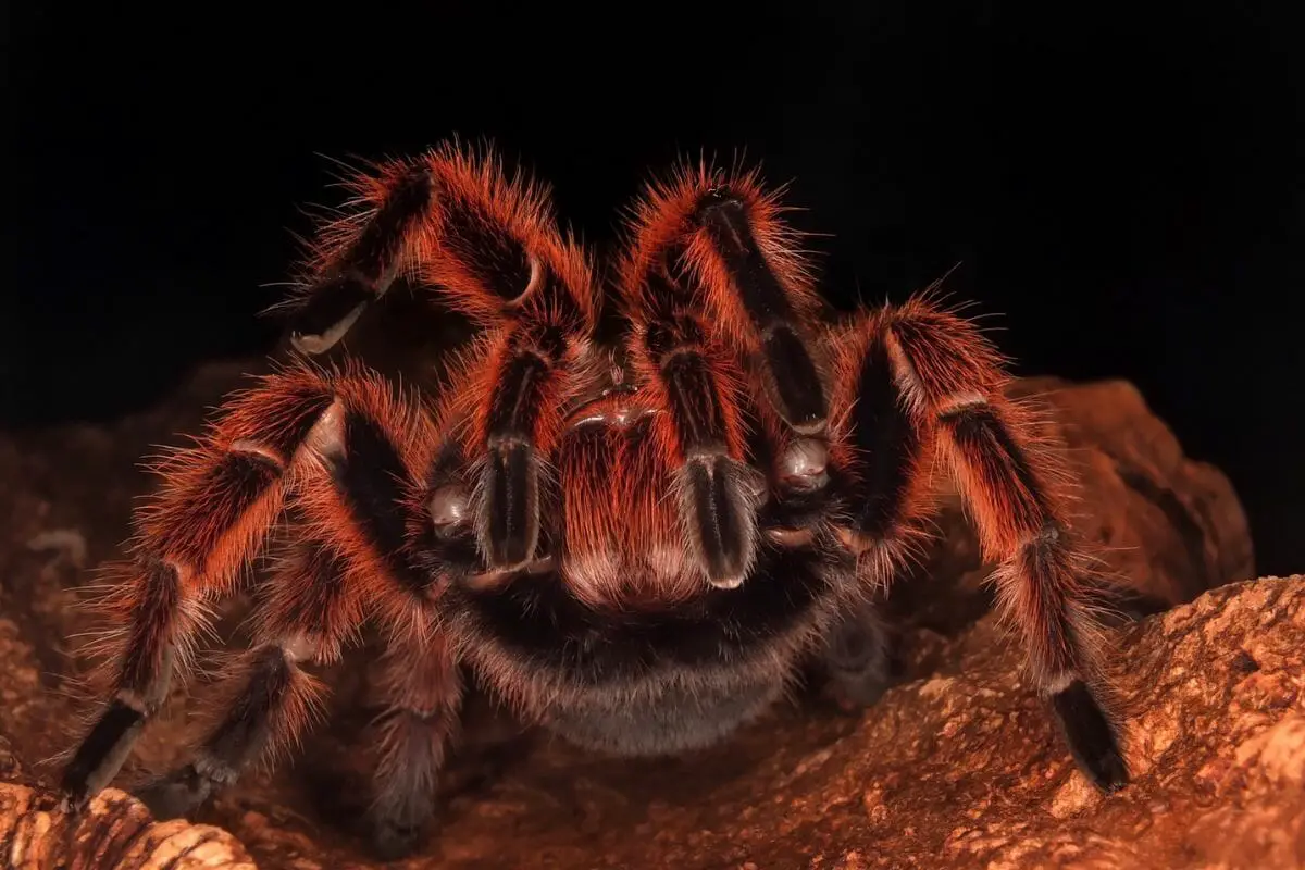 Ten Types Of Tarantulas What Sets A Tarantula Apart From Other Spiders! (4)