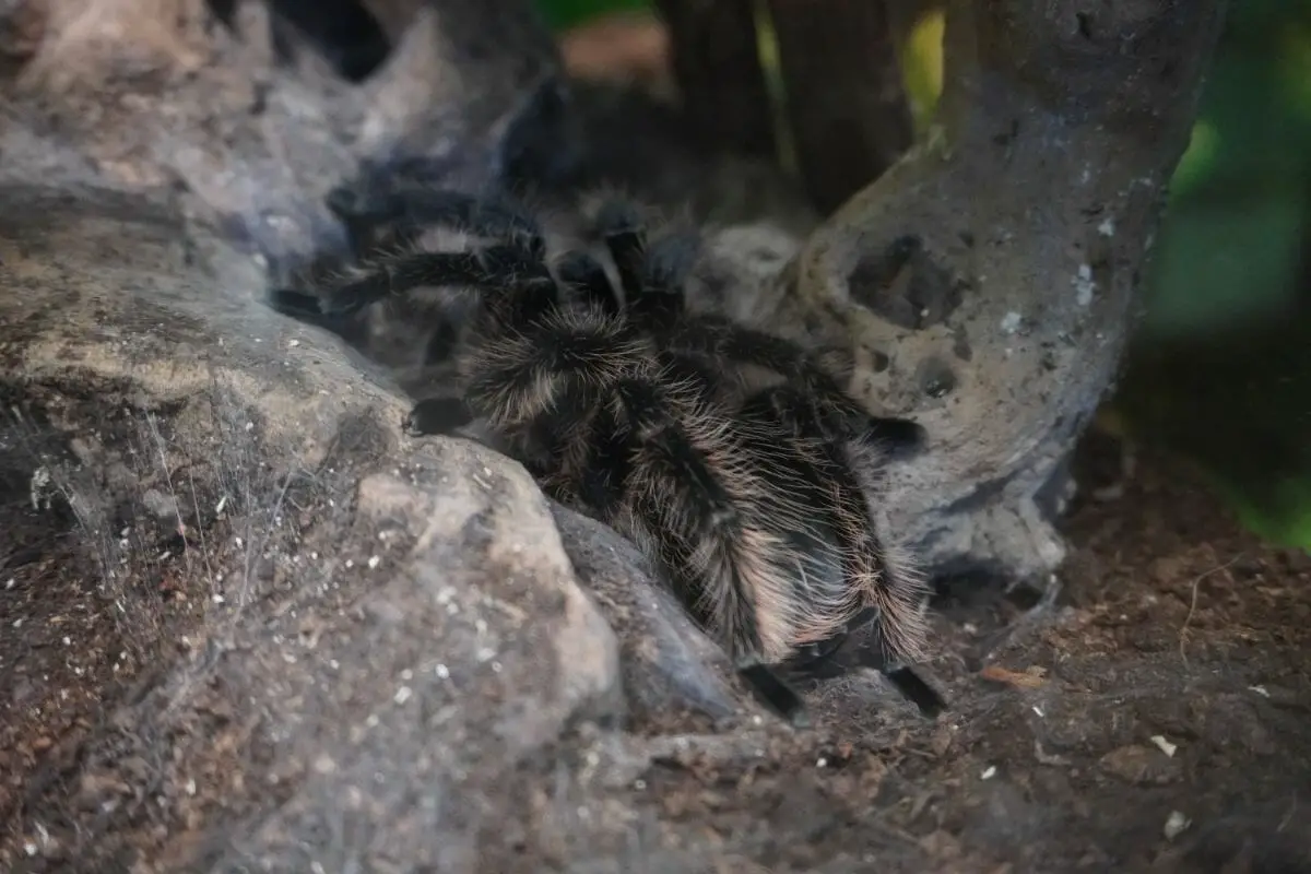 Ten Types Of Tarantulas What Sets A Tarantula Apart From Other Spiders! (5)