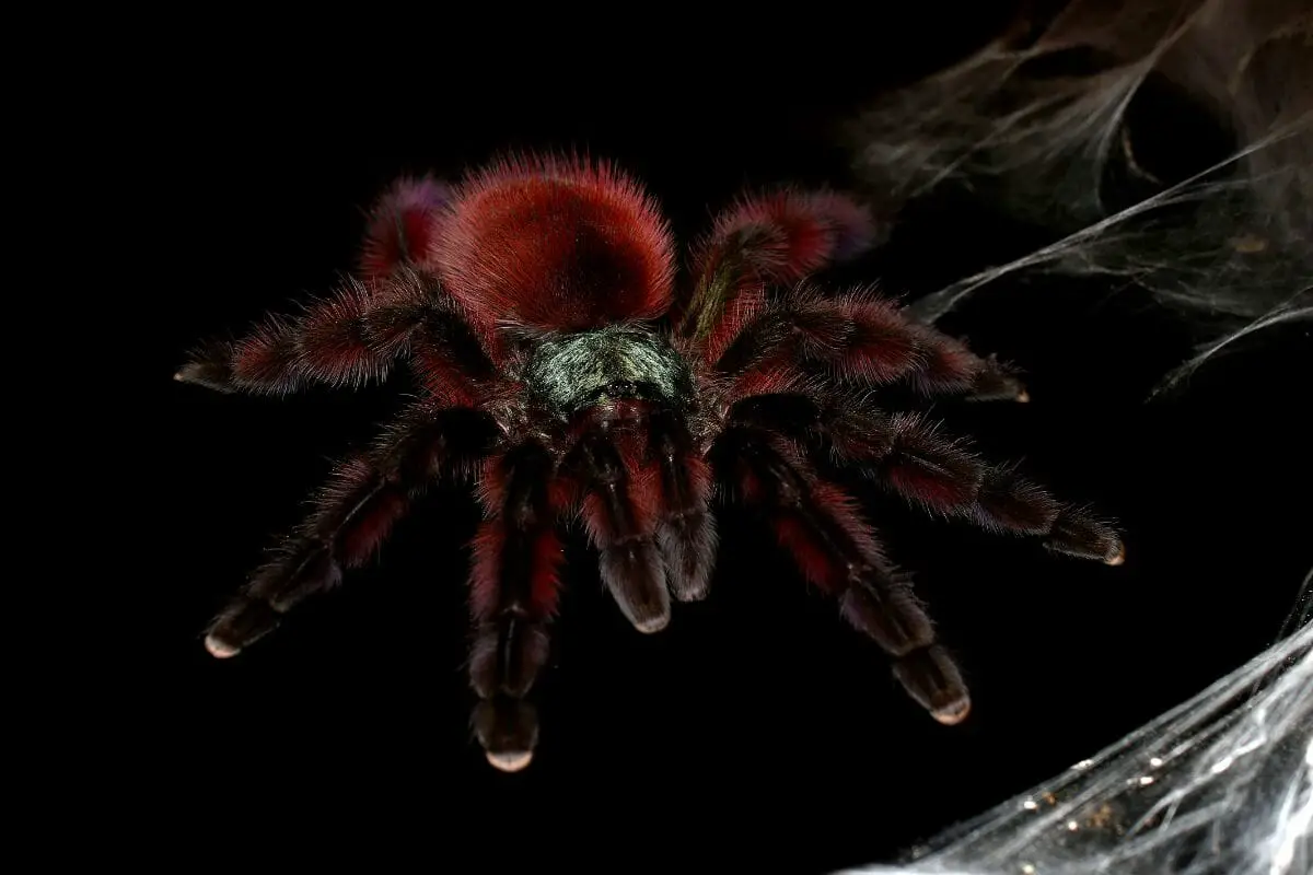 Ten Types Of Tarantulas What Sets A Tarantula Apart From Other Spiders! (6)