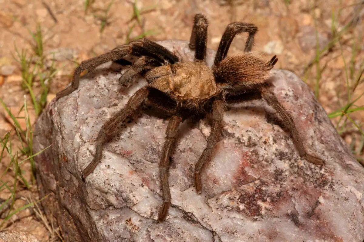 Ten Types Of Tarantulas What Sets A Tarantula Apart From Other Spiders! (8)
