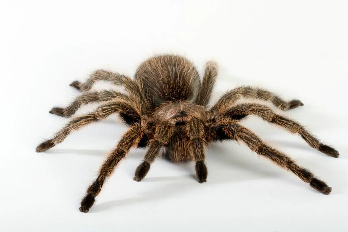Ten Types Of Tarantulas: What Sets A Tarantula Apart From Other Spiders!