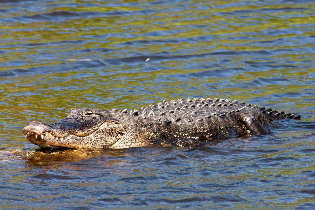 The Alligator: Everything You Need To Know