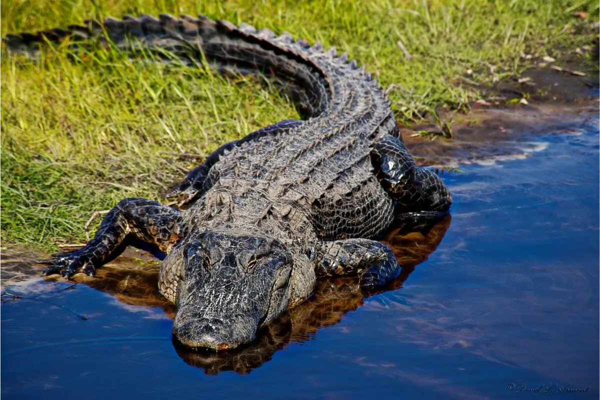 The Alligator: Everything You Need To Know