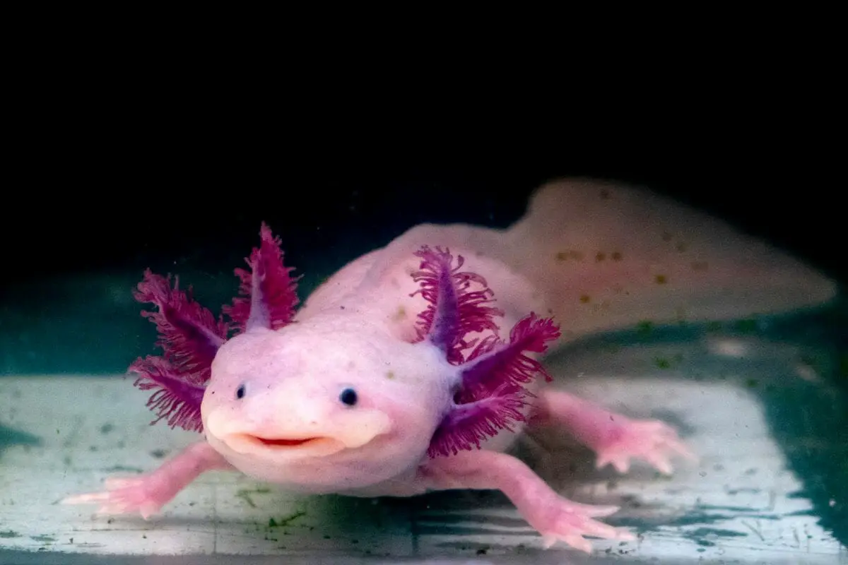 The Aquatic Salamander