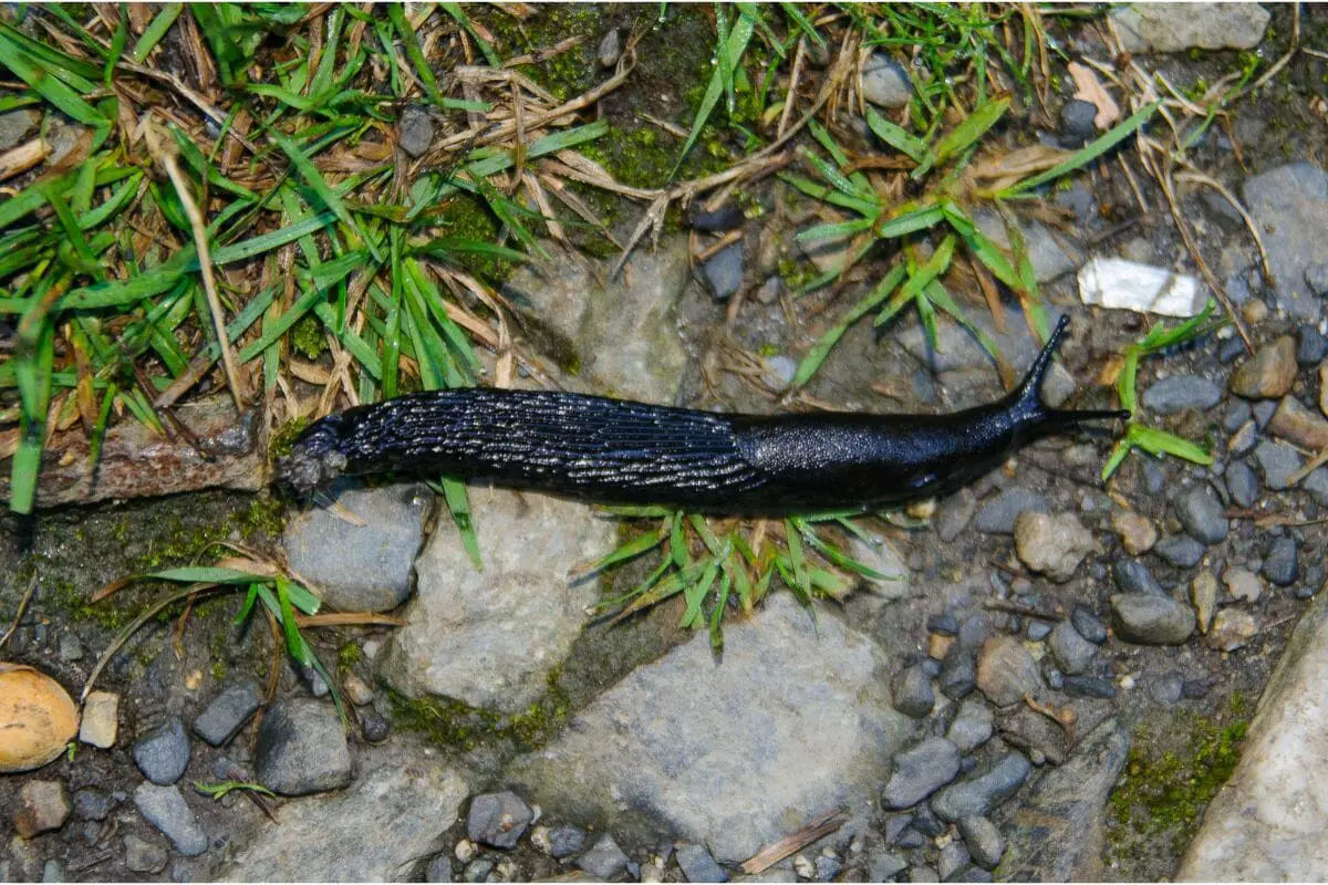 The Different Types Of Slugs In Your Garden (1)