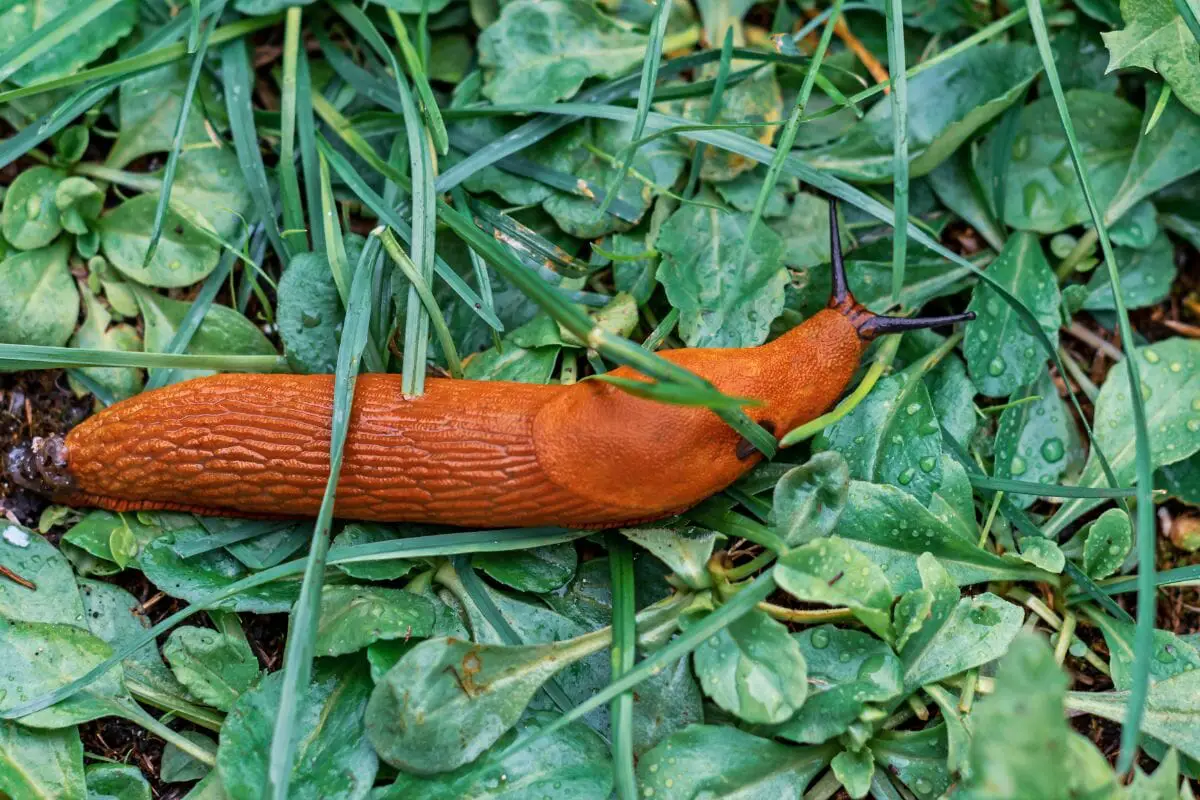 The Different Types Of Slugs In Your Garden (3)