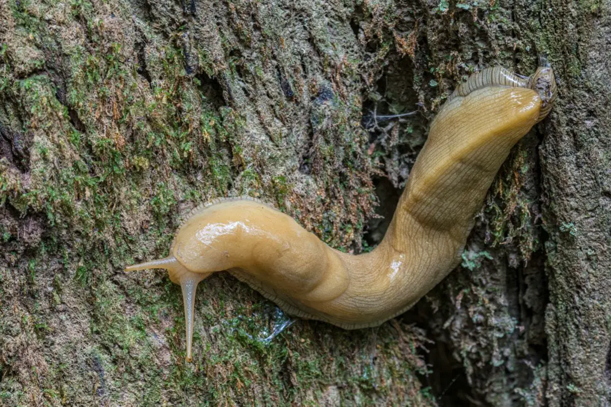The Different Types Of Slugs In Your Garden (4)