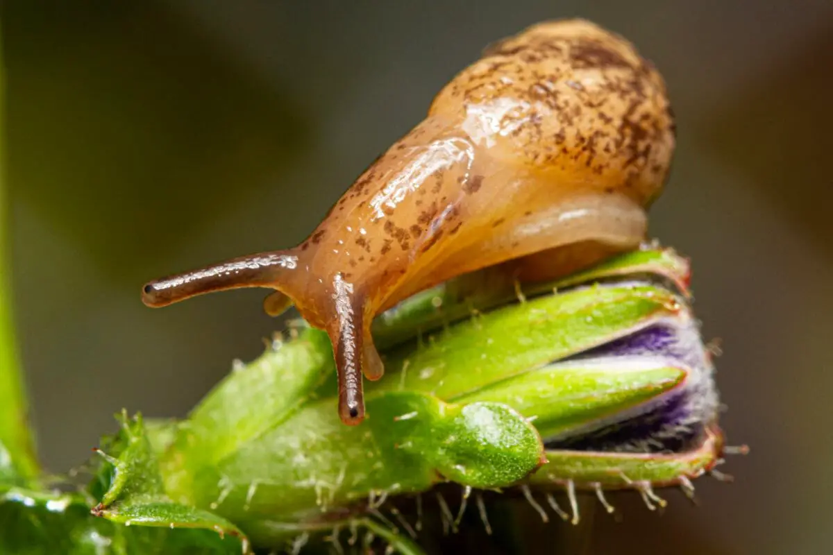 The Different Types Of Slugs In Your Garden