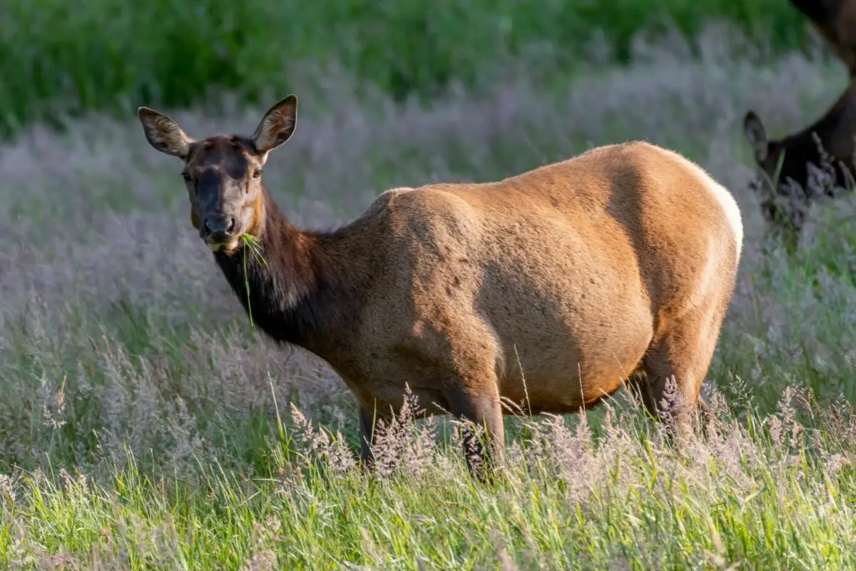 The Elk: Everything You Need To Know