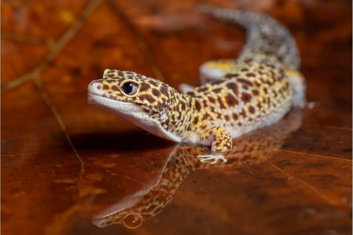 The Gecko: Everything You Need To Know
